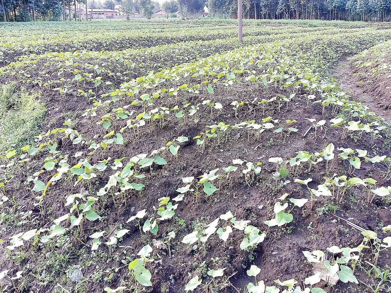 Imiringoti y’ibihingwa i Byangabo, Musanze