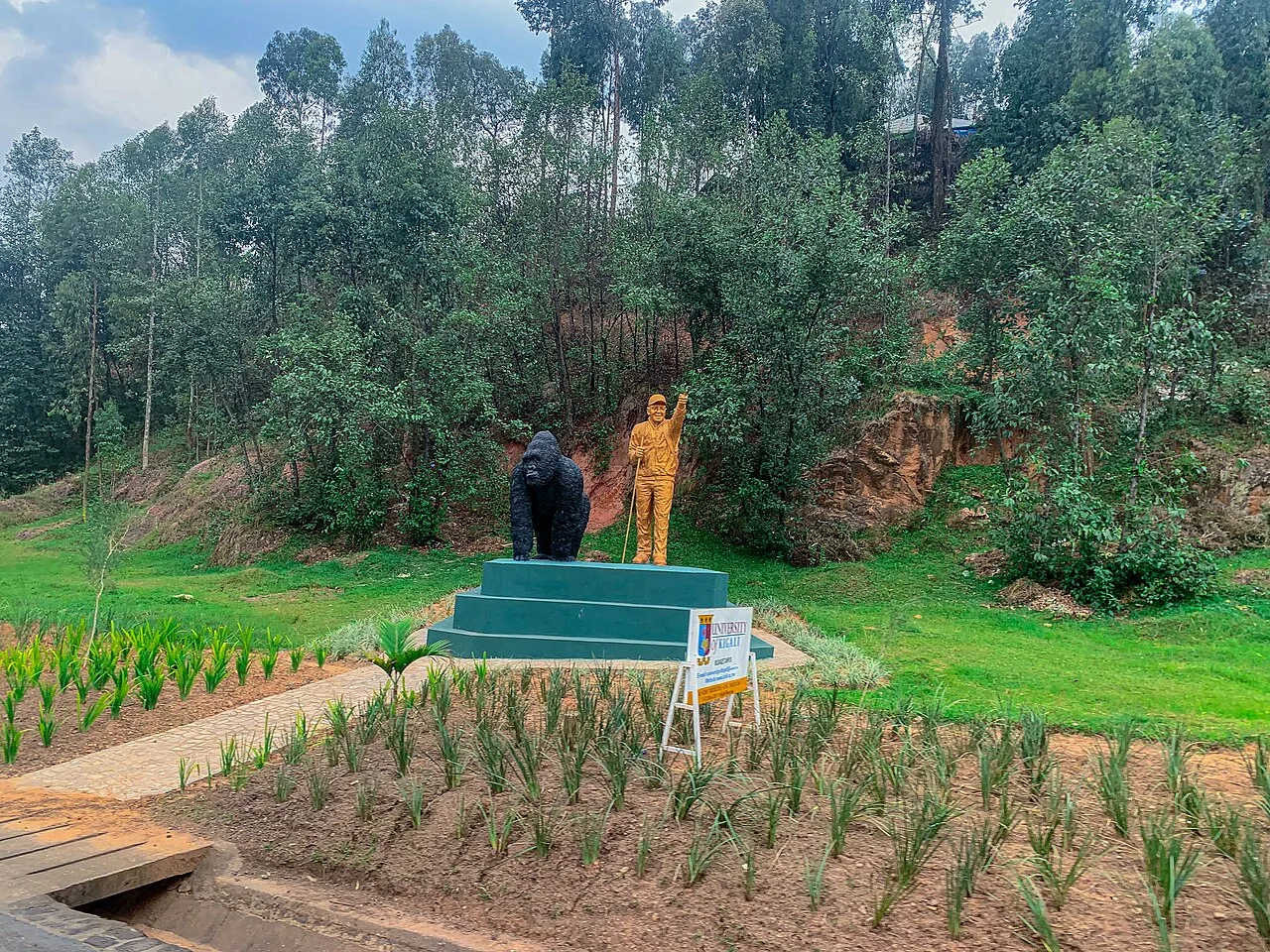 Ikibumbano cy’ingagi n’umurinzi wa pariki muri Musanze